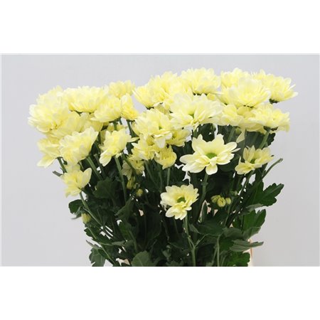 Marjetka T Resq Cream c611