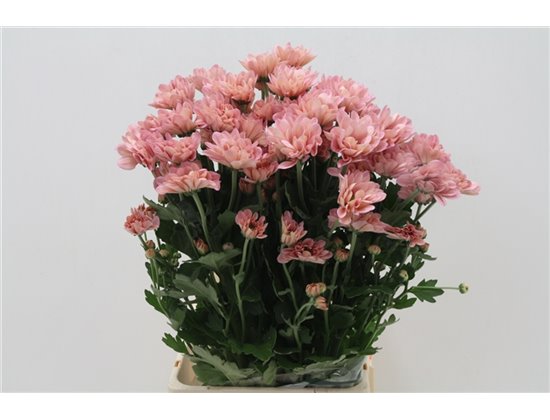 Marjetka T Resq Lucie c612