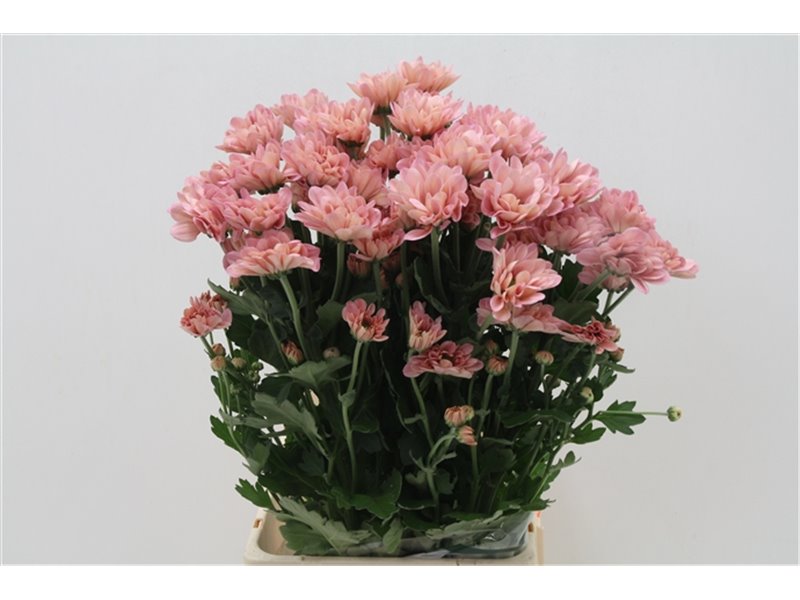 Marjetka T Resq Lucie c612