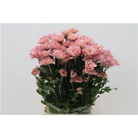 Marjetka T Resq Lucie c612