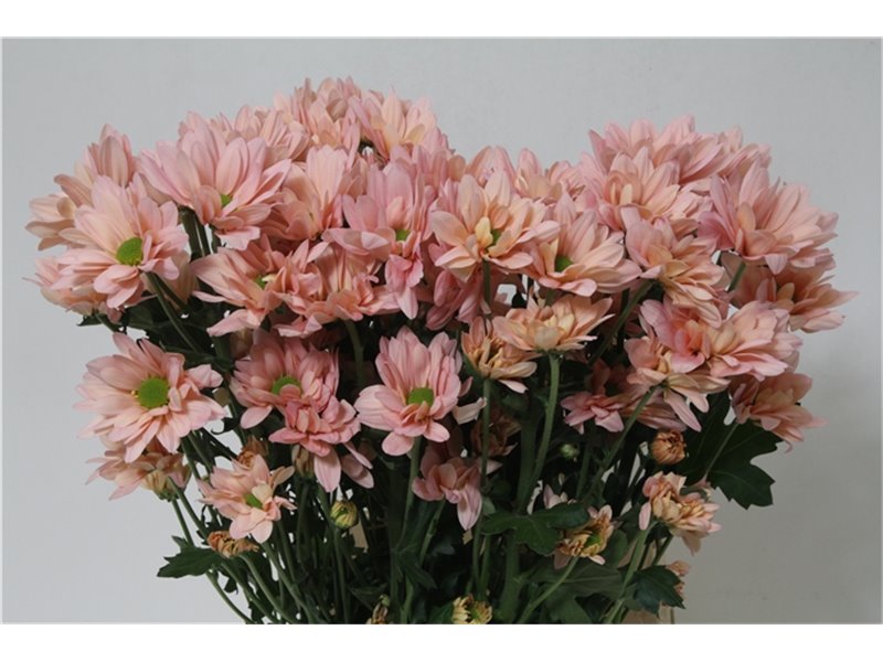 Marjetka T Resq Peach c613