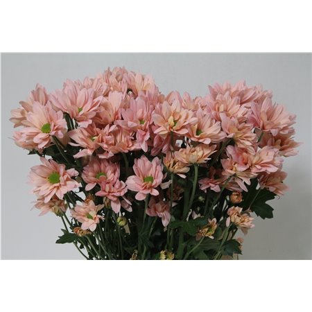 Marjetka T Resq Peach c613