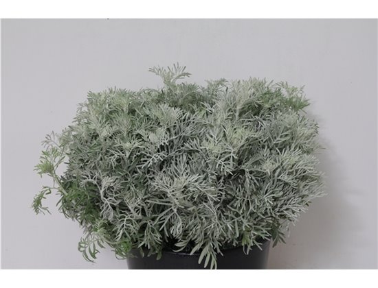 Marjetka T Stresa c617