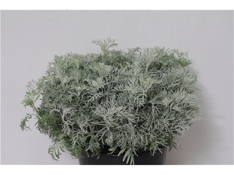 Marjetka T Stresa c617