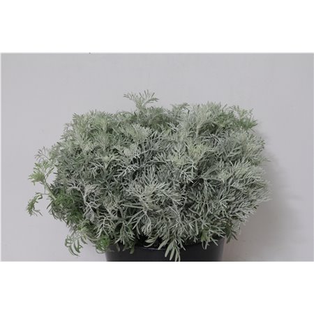 Marjetka T Stresa c617