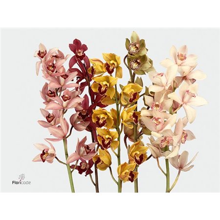 Cymbidium mini Mixed c637