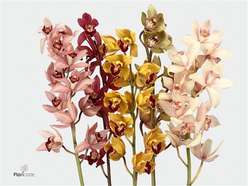 Cymbidium mini Mixed c638