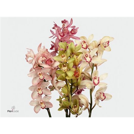 Cymbidium T Mixed c642