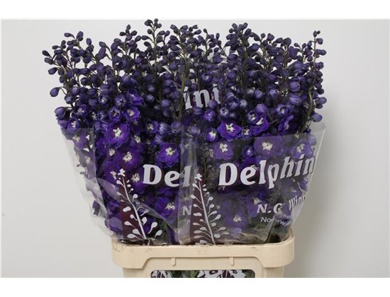 Delphinium Du Dew Dark Blue Smile c706