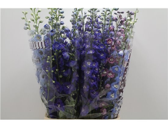 Delphinium Du Mixed c707