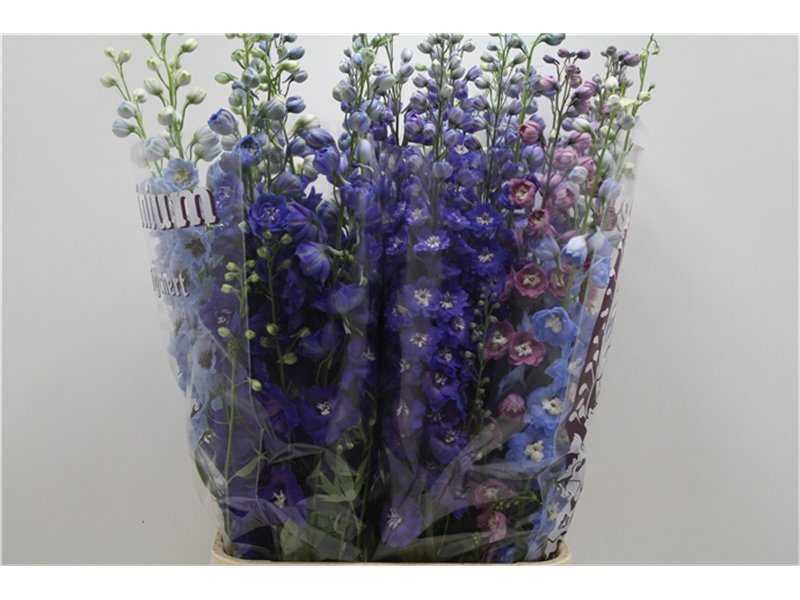 Delphinium Du Mixed c707