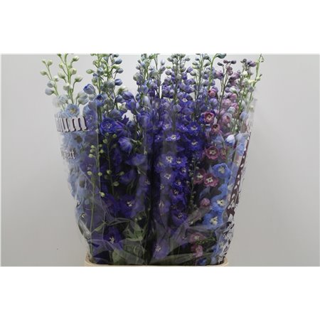 Delphinium Du Mixed c707