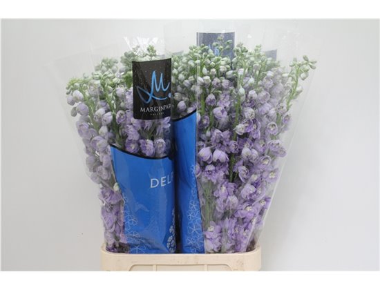 Delphinium Du Tr Lavende c708