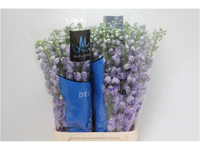 Delphinium Du Tr Lavende c708