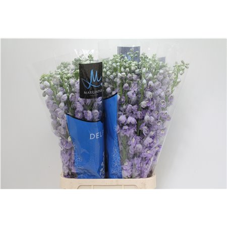 Delphinium Du Tr Lavende c708