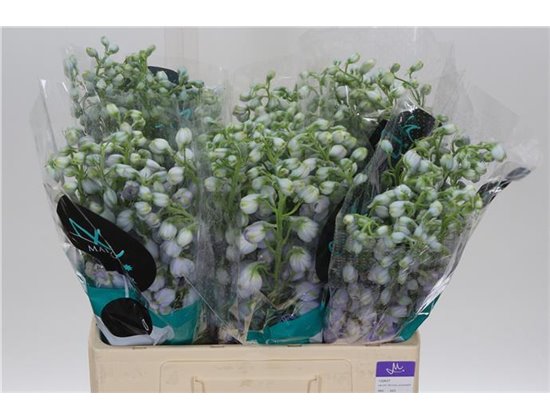 Delphinium Du Tr Lavende c709