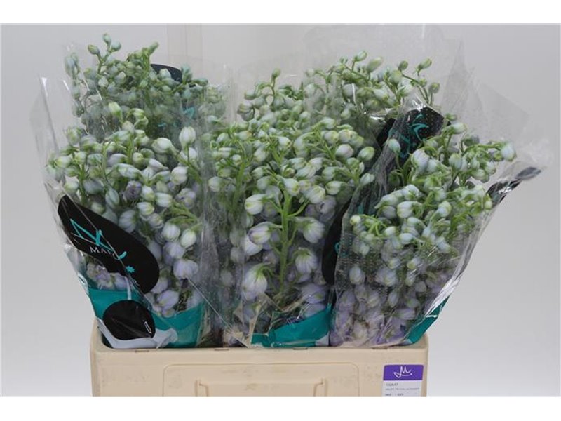 Delphinium Du Tr Lavende c709