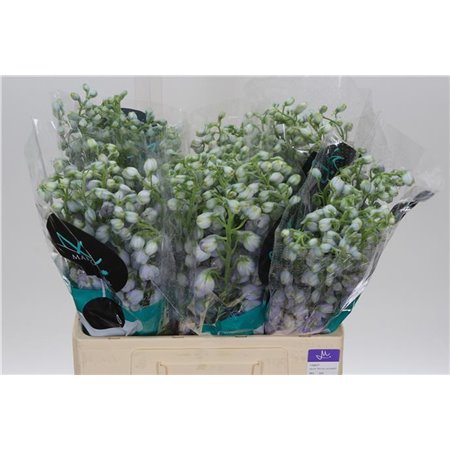 Delphinium Du Tr Lavende c709