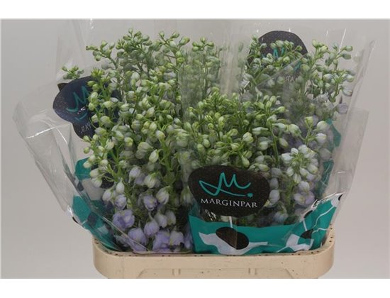 Delphinium Du Tr Lavende c710