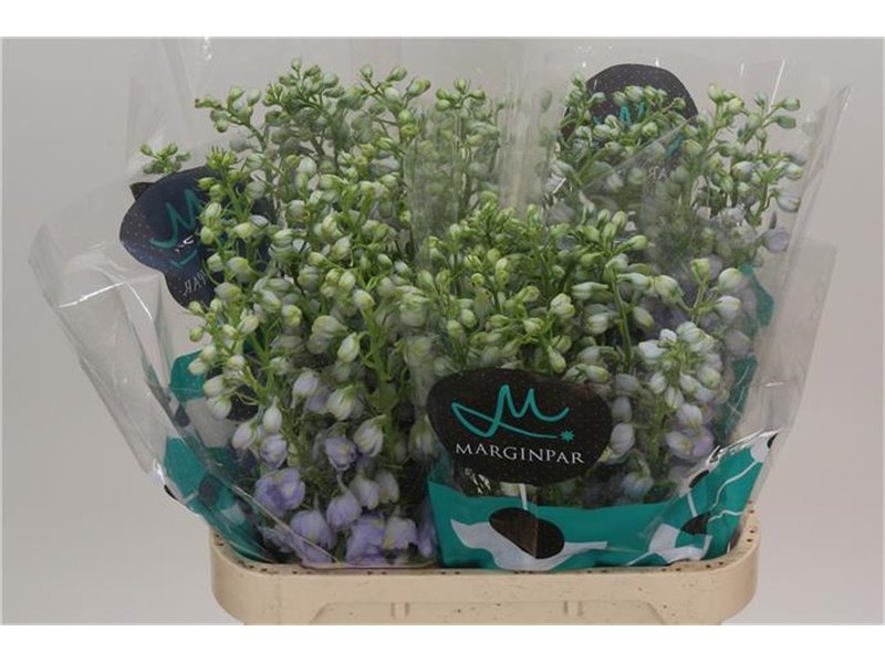 Delphinium Du Tr Lavende c710