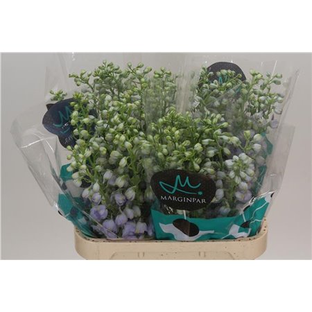 Delphinium Du Tr Lavende c710