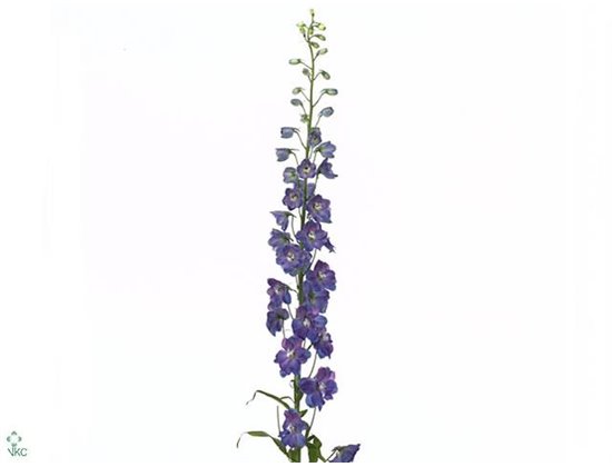 Delphinium El Guard Blue c711