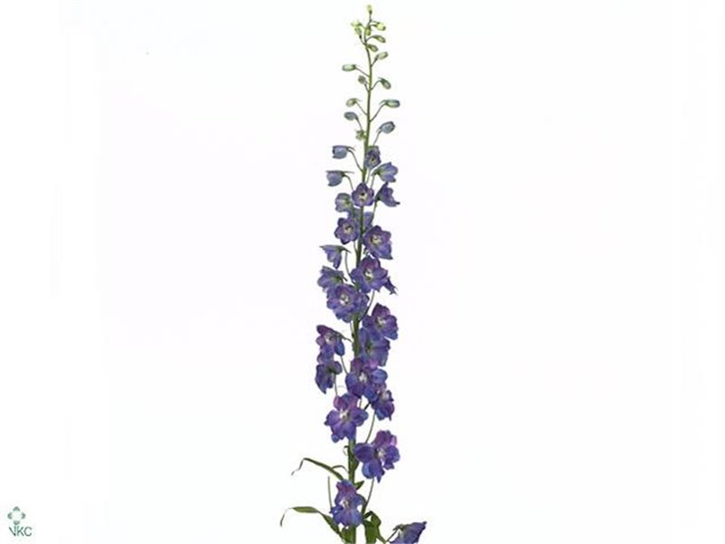 Delphinium El Guard Blue c712