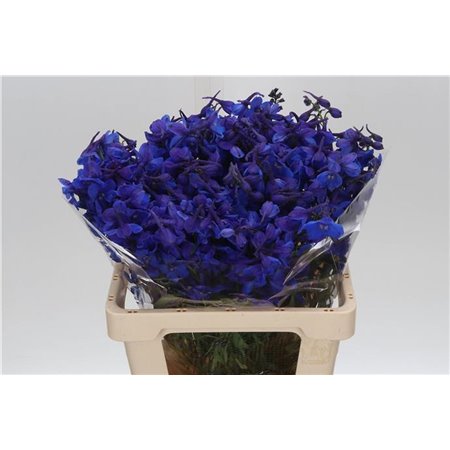 Delphinium En Ballkleid c714