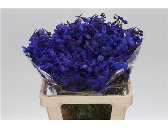 Delphinium En Donna c715