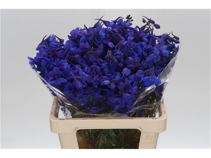 Delphinium En Donna c715
