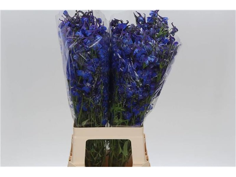 Delphinium En Donna c716