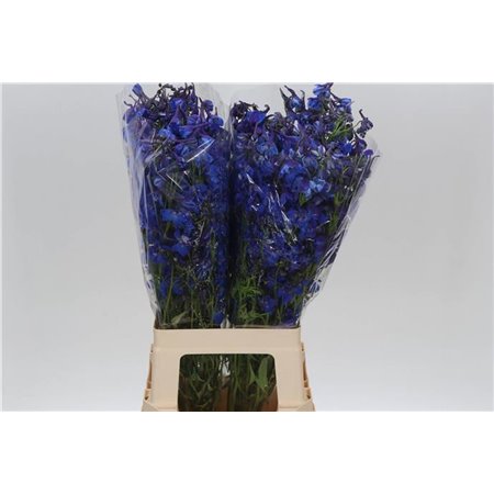 Delphinium En Donna c716