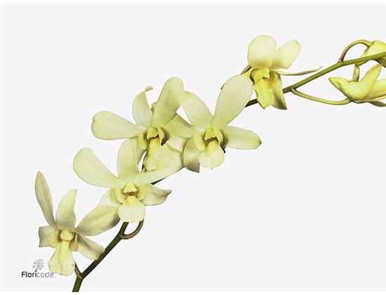 Delphinium En Donna c717