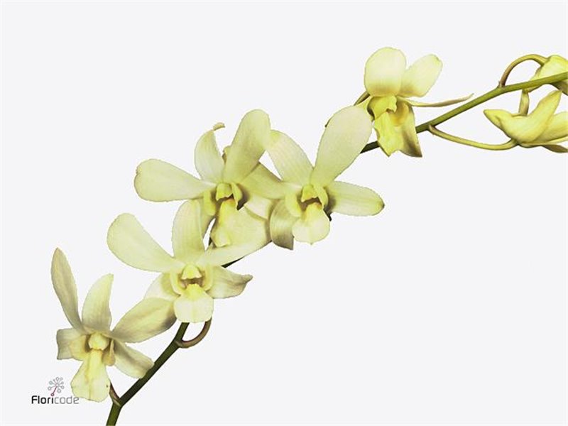 Delphinium En Donna c717