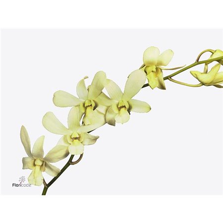 Delphinium En Donna c717