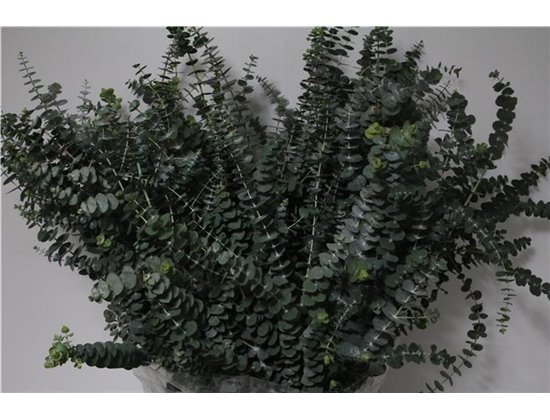 Evkaliptus Baby Blue 200gr (p. bunch) c759