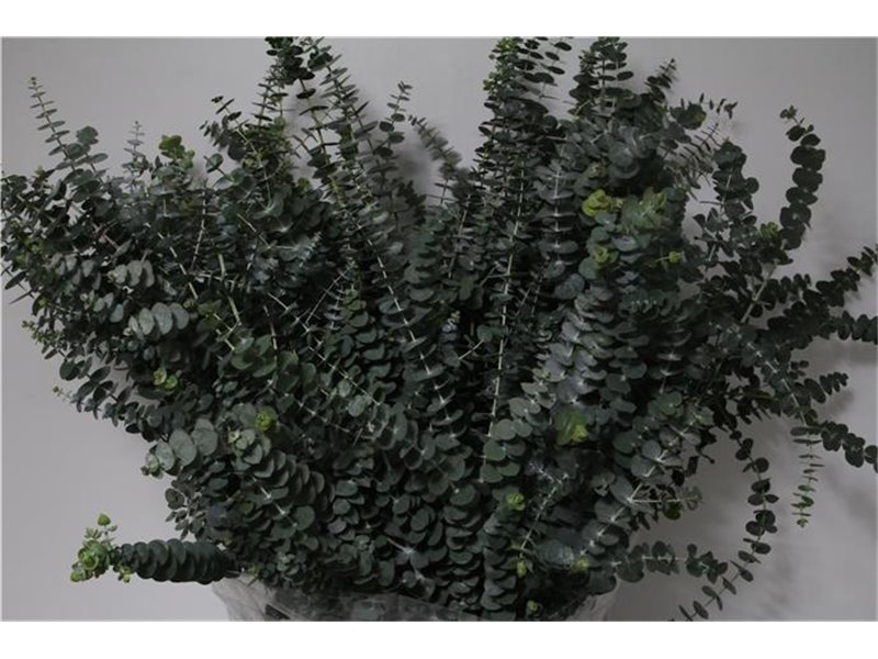 Evkaliptus Baby Blue 200gr (p. bunch) c759