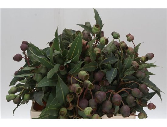 Evkaliptus Bell Gum c761