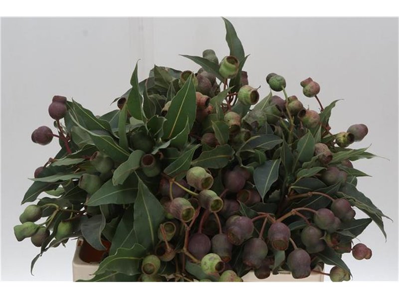 Evkaliptus Bell Gum c761