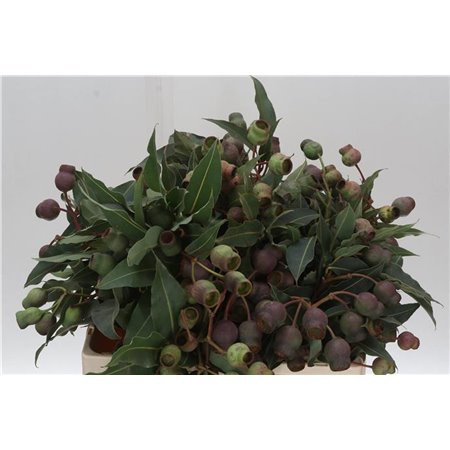 Evkaliptus Bell Gum c761