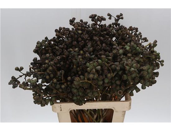 Evkaliptus Berry Clock 60cm (p. bunch) c762