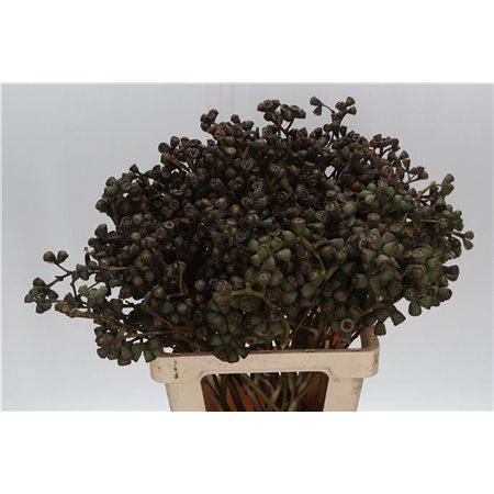 Evkaliptus Berry Clock 60cm (p. bunch) c762