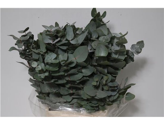 Evkaliptus Cinerea 150gr Short (p. bunch) c763