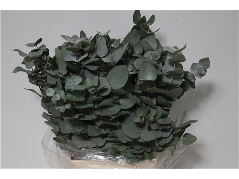 Evkaliptus Cinerea 150gr Short (p. bunch) c763