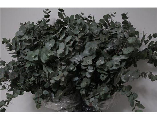 Evkaliptus Cinerea 200gr (p. bunch) c764