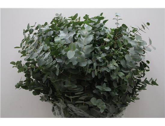 Evkaliptus Cinerea 300gr (p. bunch) c767