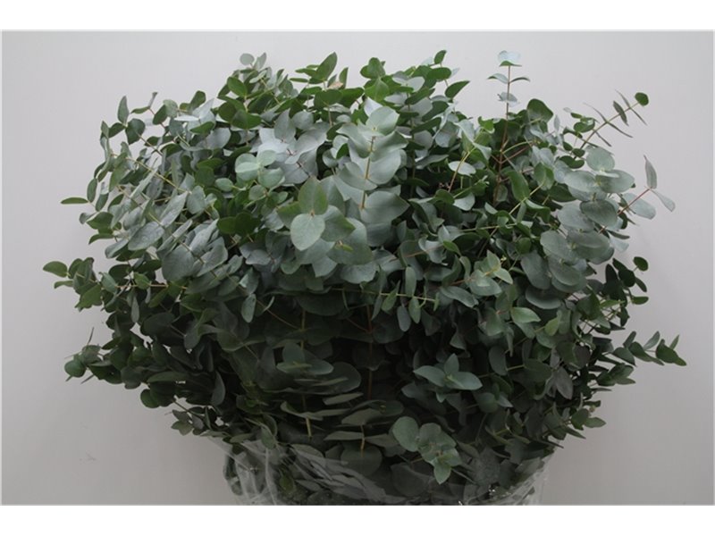 Evkaliptus Cinerea 300gr (p. bunch) c767
