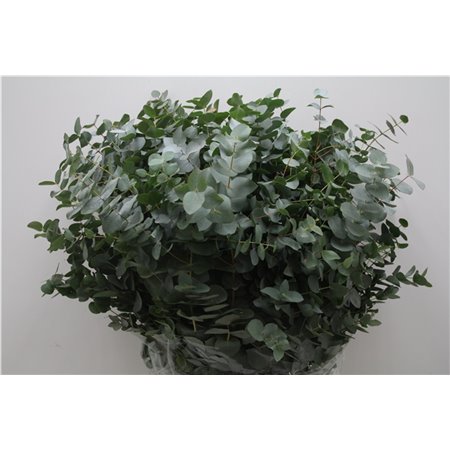 Evkaliptus Cinerea 300gr (p. bunch) c767