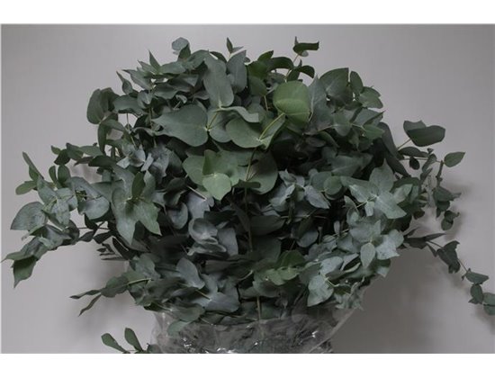 Evkaliptus Cinerea 350gr (p. bunch) c768