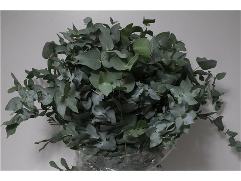 Evkaliptus Cinerea 350gr (p. bunch) c768